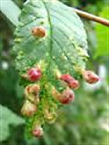 شته گالی نارون